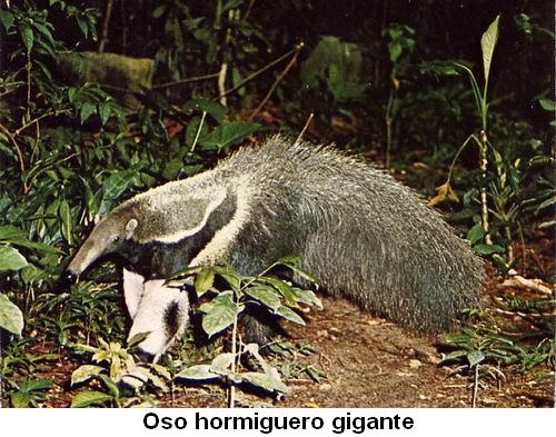 Oso hormiguero gigante.jpg
